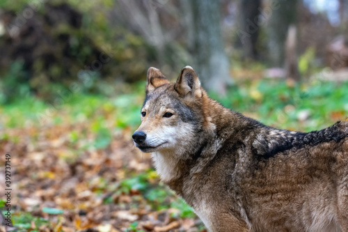 Wolf in the autumn forest
