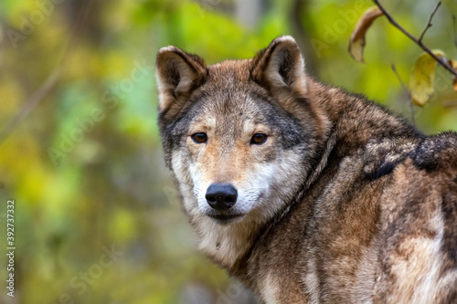 Wolf in the autumn forest