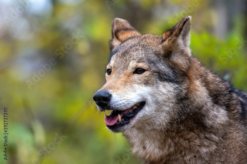 Wolf in the autumn forest