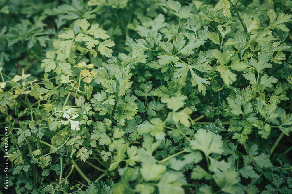 Top view of fresh raw parsley in the garden Top view of fresh raw parsley in the garden