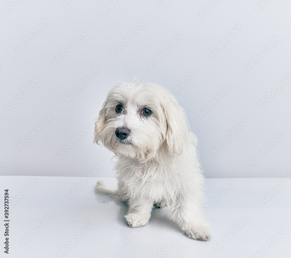 Obraz premium Adorable dog over isolated white background.