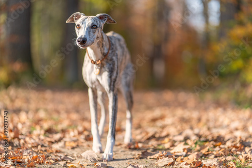 Windhund - Portrait einer hübschen Whippet Hündin im herbstlichen Wald