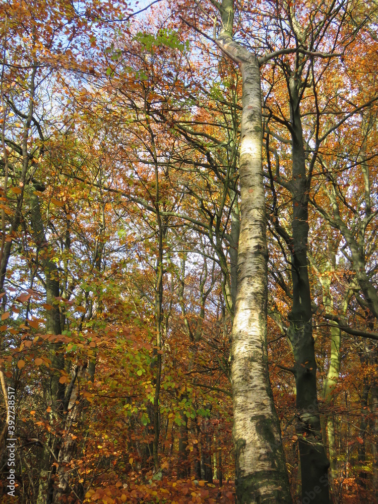 White birch in a beech forest in autumn