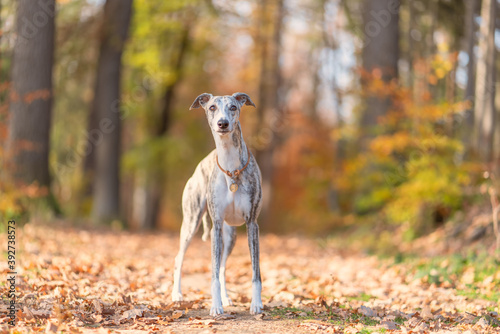 Canvas-taulu Windhund - Portrait einer hübschen Whippet Hündin im herbstlichen Wald