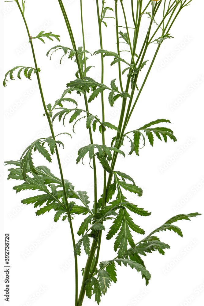 Leafs the medicinal plant of tansy, lat. Tanacetum vulgare, isolated on white background Leafs the medicinal plant of tansy, lat. Tanacetum vulgare, isolated on white background