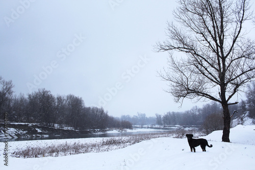 Snowy winter. Black dog on a background of white snowdrifts. Snowfall on the river