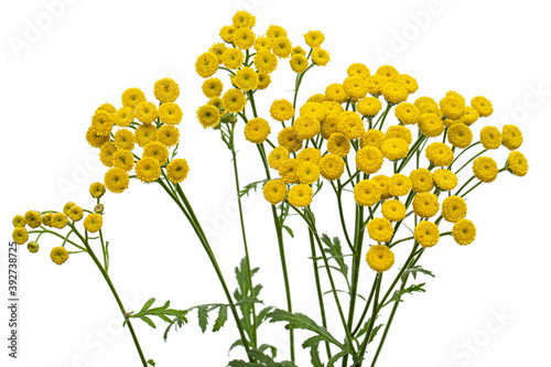 Flowers the medicinal plant of tansy, lat. Tanacetum vulgare, isolated on white background