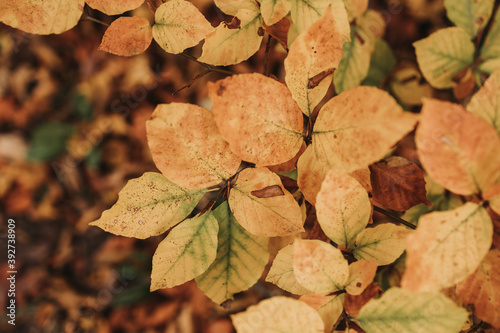 Fall leafes in beautiful color yellow red brown