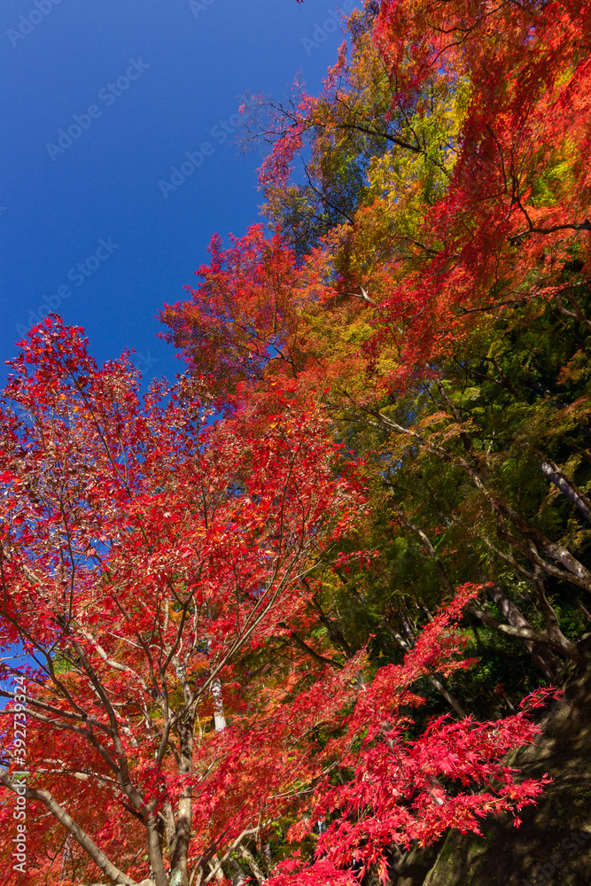 Colourful forest of Korankei in Japan