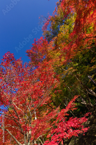Colourful forest of Korankei in Japan © julen