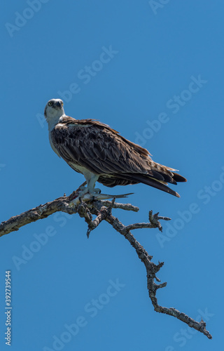 sitting osprey with a fish in its claws, Mexico