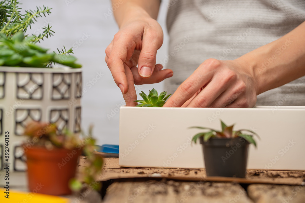 Close-up view of woman gardeners hands transplanting indoor plants on rustic wooden table on white background. Concept of plants care and home garden.
