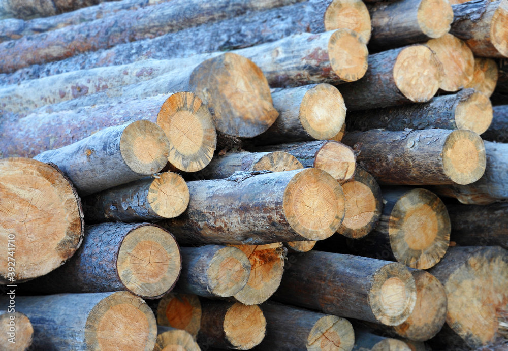 Pine round timber Pine round timber