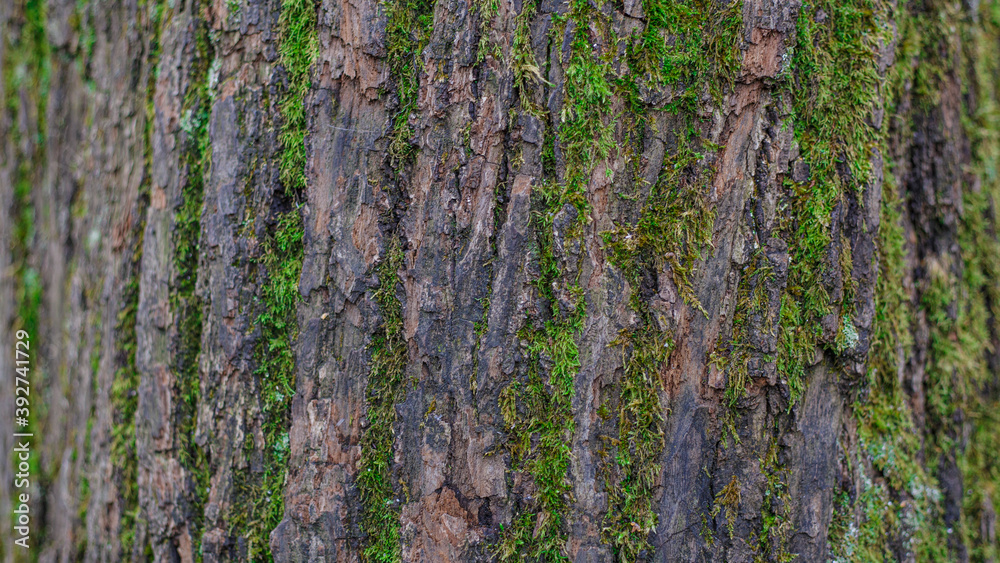 bark of a tree with green moss