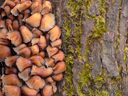 mushrooms and bark with green moss forest background