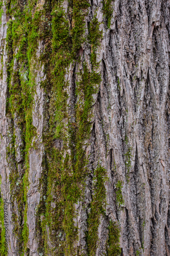 bark of a tree with green moss gradient vertical