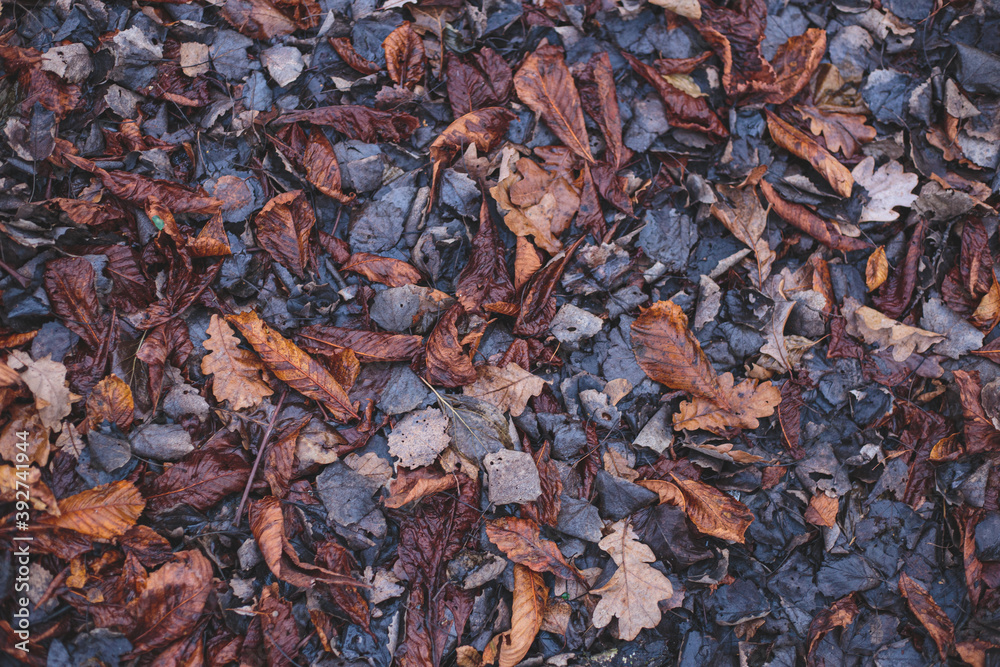 old autumn leaves background dark sadness old autumn leaves background dark sadness
