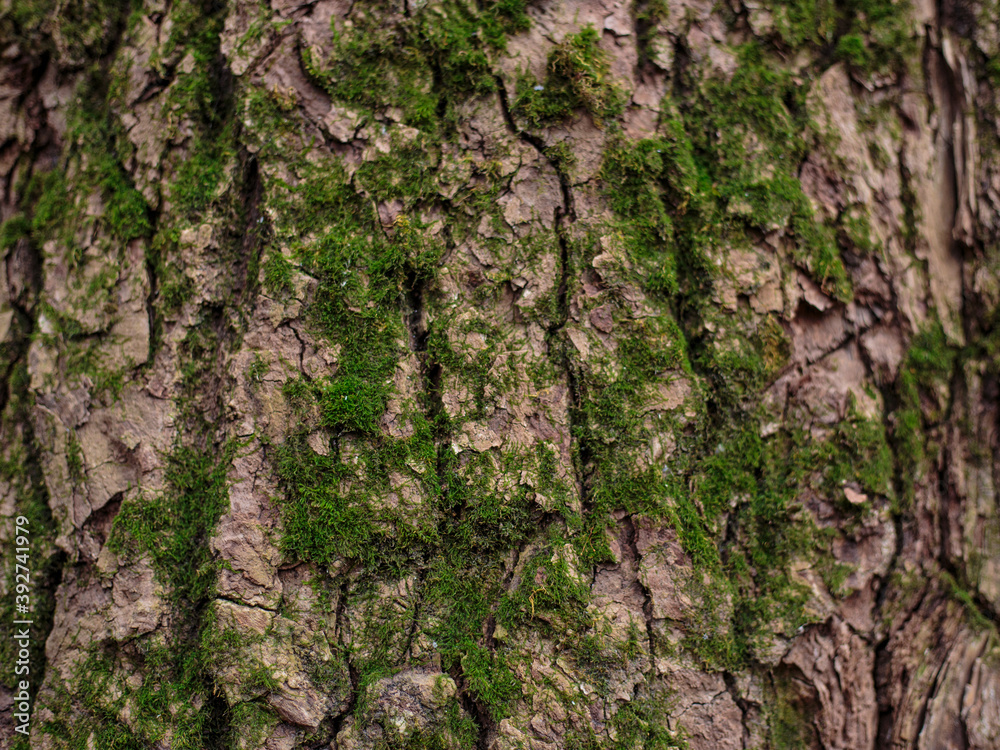 sand color bark of a tree with green moss