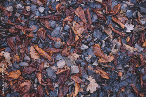 old autumn leaves background dark sadness © Пётр Сидоров