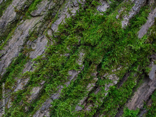 bark of a tree with green moss. textured sharpen angled