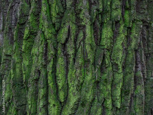 oak bark of a tree with green moss. textured sharpen