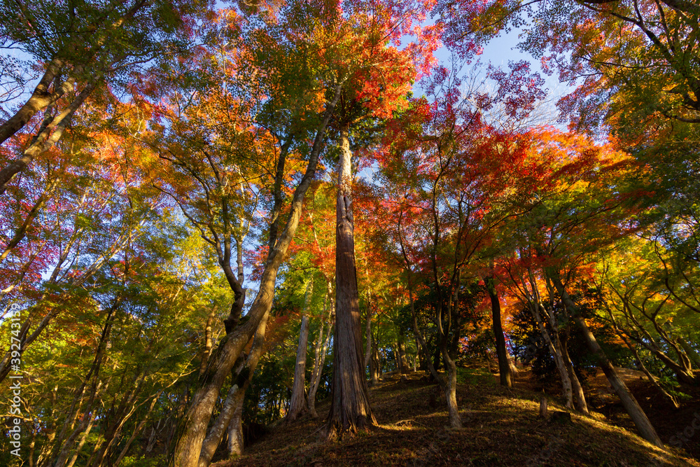 Naklejka premium Colourful forest of Korankei in Japan
