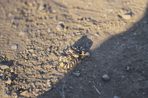 Baby Rattlesnake Curled up on a Dirt Path