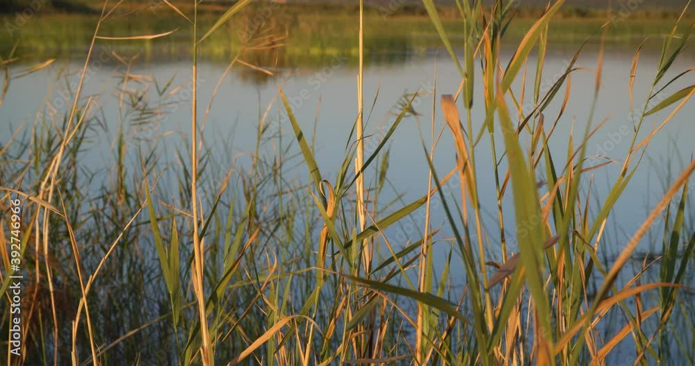 Morning in the reeds on Vransko jezero in Dalmatia, Croatia Morning in the reeds on Vransko jezero in Dalmatia, Croatia