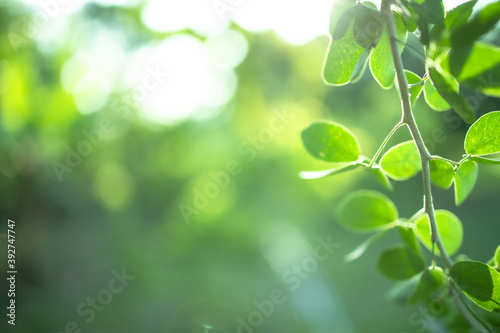 green blurred backdrop of nature, circle light wallpaper, white bokeh background © ooddysmile