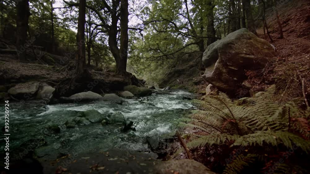 Forest River Forest River
