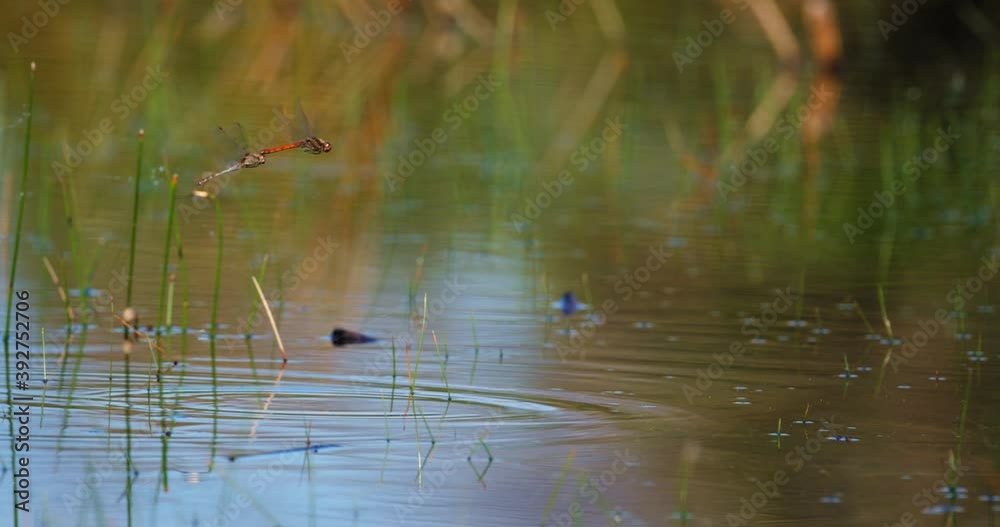 A pair of dragonflies are mating above the water on Vrana Lake nature Park in Croatia A pair of dragonflies are mating above the water on Vrana Lake nature Park in Croatia