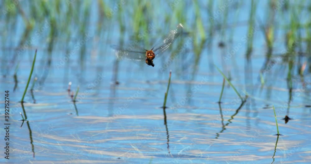 A pair of dragonflies are mating above the water on Vrana Lake nature Park in Croatia A pair of dragonflies are mating above the water on Vrana Lake nature Park in Croatia