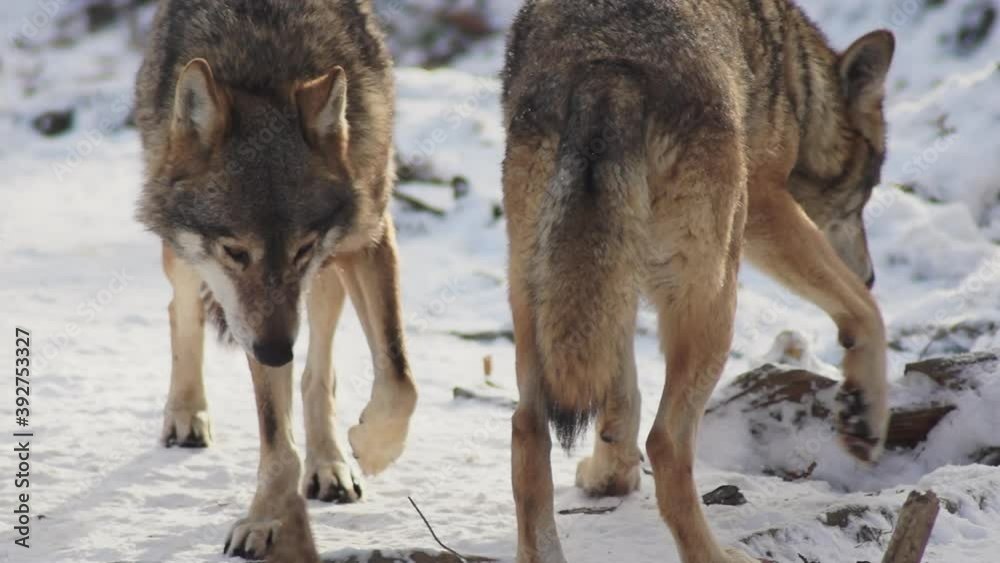 Wolves in the winter time, pack behavior in the snowy forest, on frost when they become tense,cleaned up with video denoiser, slow motion. Wolves in the winter time, pack behavior in the snowy forest, on frost when they become tense,cleaned up with video denoiser, slow motion.