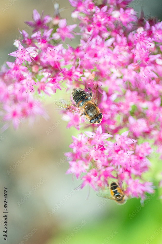 bee pollinating beautiful pink flowers on blurred natural background, summer concept bee pollinating beautiful pink flowers on blurred natural background, summer concept