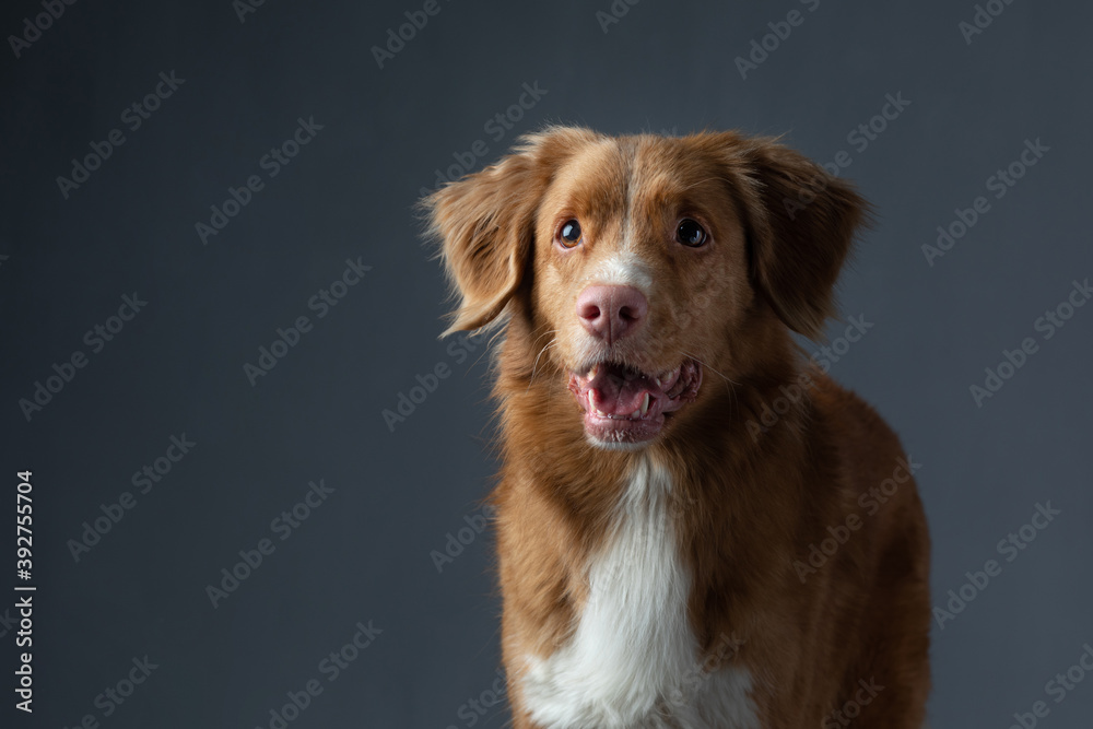 Portrait red dog on a gray background. attentive Nova Scotia Duck Tolling Retriever. Pet in the studio