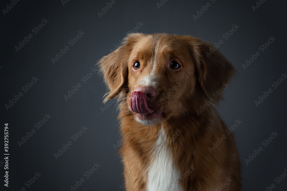 Portrait red dog on a gray background. attentive Nova Scotia Duck Tolling Retriever. Pet in the studio Portrait red dog on a gray background. attentive Nova Scotia Duck Tolling Retriever. Pet in the studio