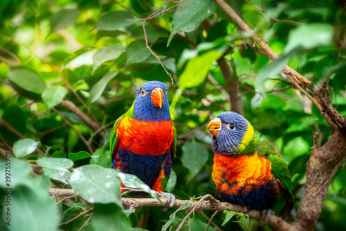 A pair of lorikeet parrots sitting on the branch of a tree