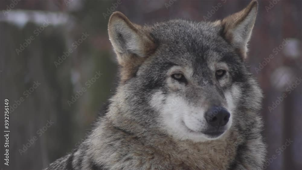Wolves in the winter time, pack behavior in the snowy forest, on frost when they become tense,cleaned up with video denoiser, slow motion. Wolves in the winter time, pack behavior in the snowy forest, on frost when they become tense,cleaned up with video denoiser, slow motion.