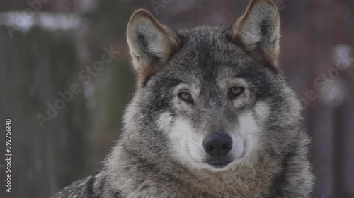 Wolves in the winter time, pack behavior in the snowy forest, on frost when they become tense,cleaned up with video denoiser, slow motion.