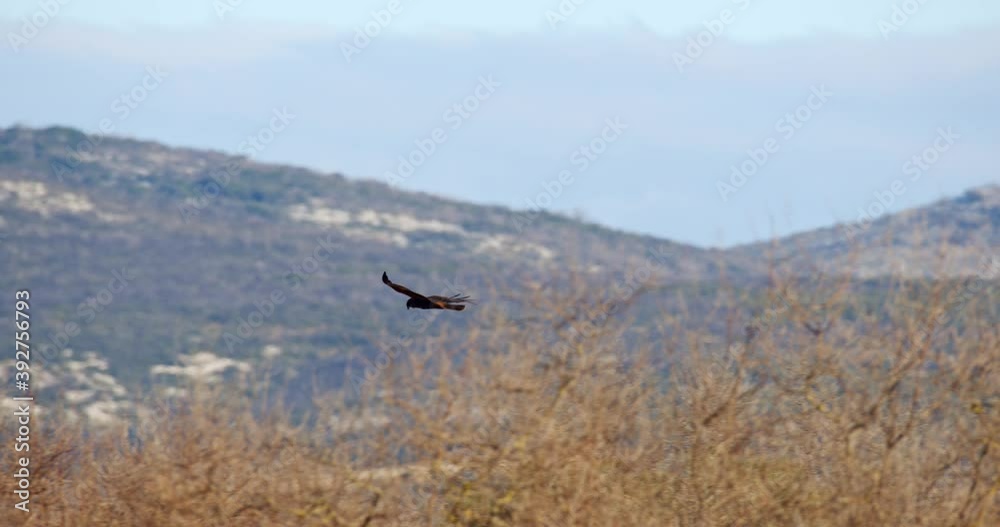 The marsh harrier fly above the reeds of the lake called Vransko jezero in Croatia The marsh harrier fly above the reeds of the lake called Vransko jezero in Croatia