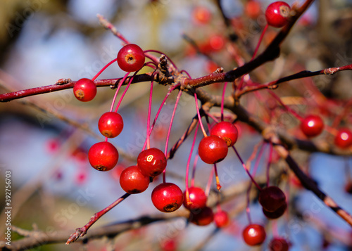 Fruit on branch of a Robinson Crabapple tree on a sunny day hanging from branch photo