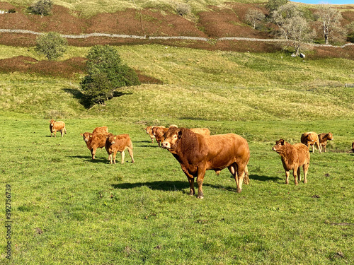 Brown bull with cows, grazing on the mountain slopes of Littondale, Skipton, UK