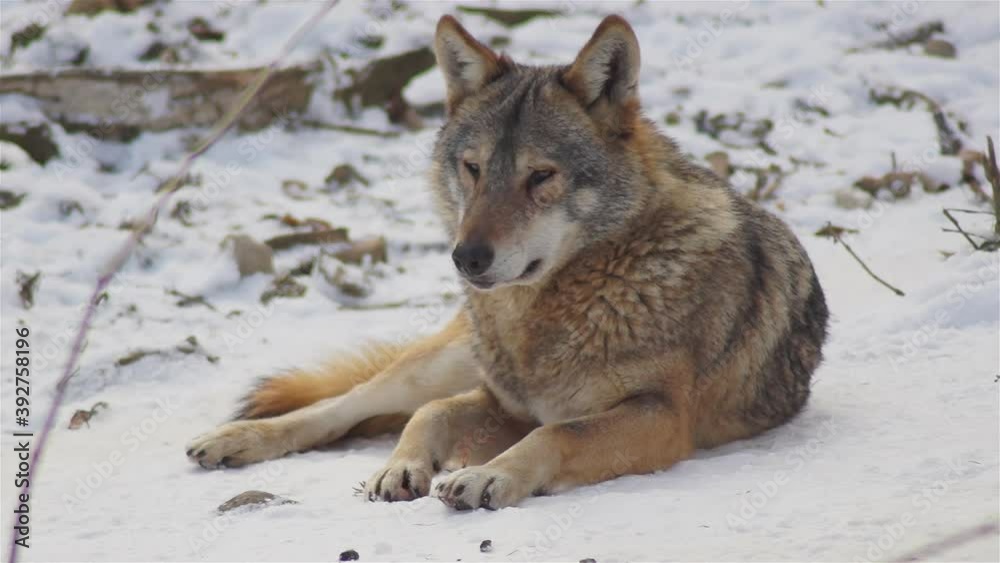 Wolves in the winter time, pack behavior in the snowy forest, on frost when they become tense,cleaned up with video denoiser, slow motion.