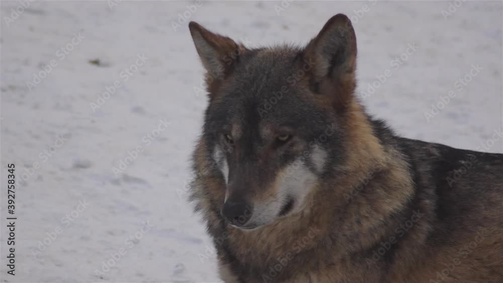 Wolves in the winter time, pack behavior in the snowy forest, on frost when they become tense,cleaned up with video denoiser, slow motion.
