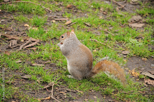 squirrel in the park © Spartak