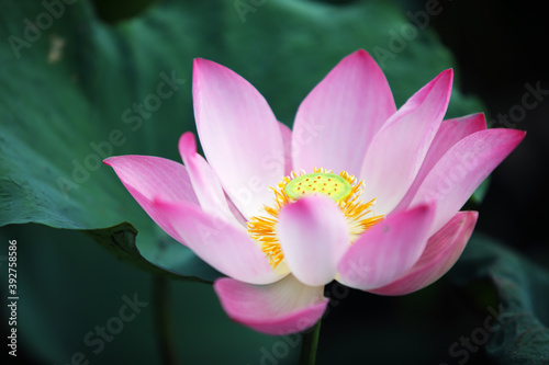 Fototapeta Naklejka Na Ścianę i Meble -  beautiful blooming lotus flower