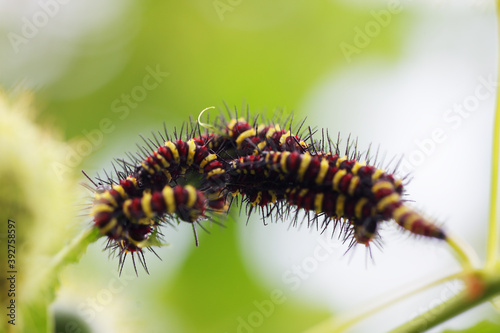 caterpillar eating green plant © sakhorn38