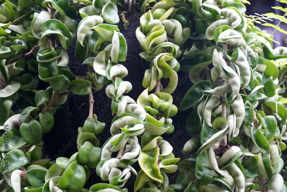 Unique leaves shape of Indian Rope plant Unique leaves shape of Indian Rope plant
