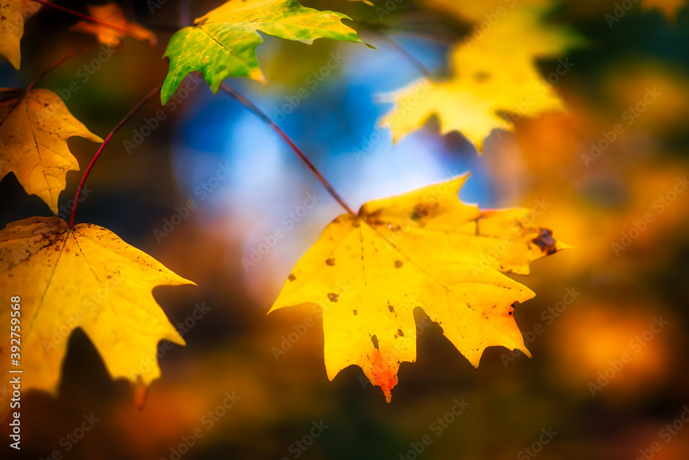 Beauty in the colorful leaves of a maple tree in the woods in the fall.