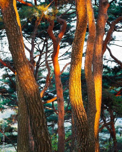 Namhansanseong Fortress photo